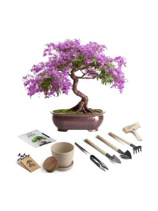 کیت بونسای مبتدی Avergo