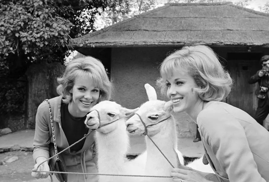 دو زن دوقلو که در کنار دو لاما دوقلو می‌خندند؛ تصویر سیاه‌سفید سال ۱۹۶۵